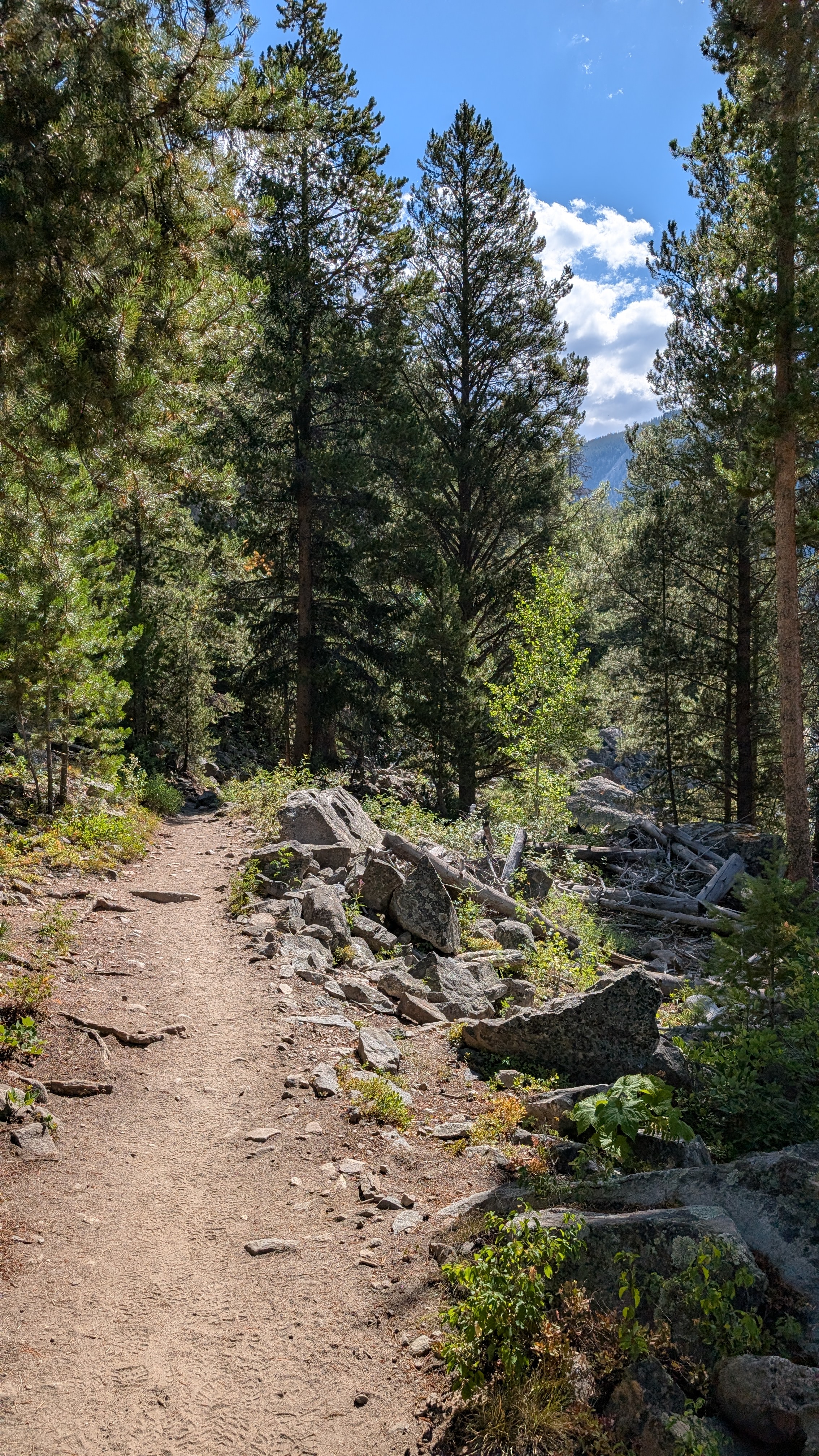 Forest trail